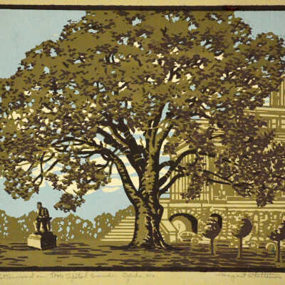 Cottonwood on State Capitol Grounds-Topeka, KS