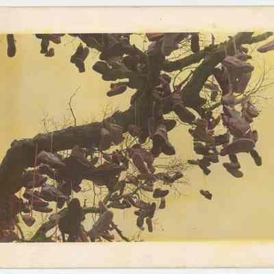 Shoe Tree