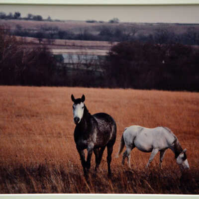 Two Horses