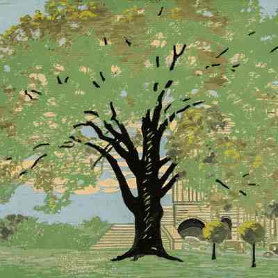 Cottonwood on State Capital Grounds, Topeka