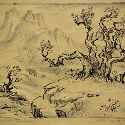 Stalwart Juniper