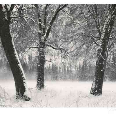 Winter Trees, Fog, Yosemite Valley, CA