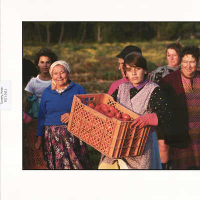 Portugese tomato harvest, Portugal
