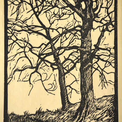 Bare Boughs