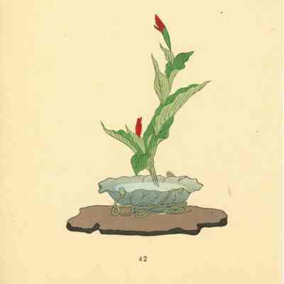 untitled botanical print (Plate 42)