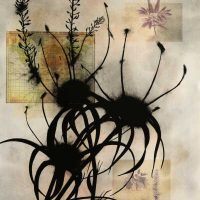 Regiones Botanica de la Tierra: Antilles #2