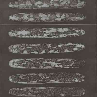 World of Planaria