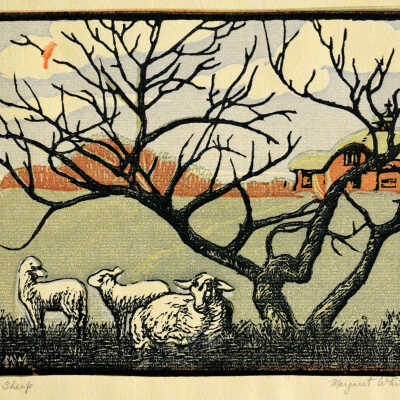 Kansas Sheep
