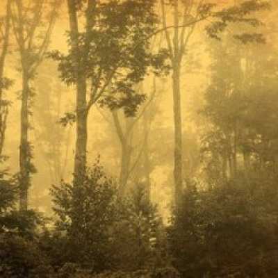 Gold Forest