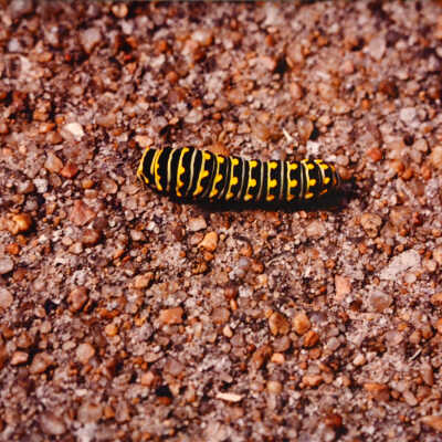 Caterpillar