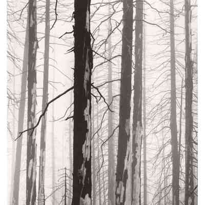 Ghost Forest