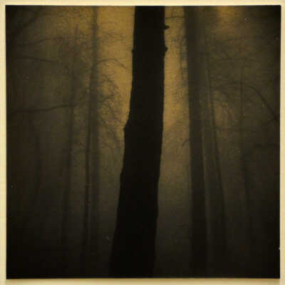 Trees In Fog