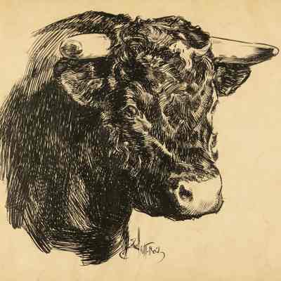 untitled (drawing of a bull)