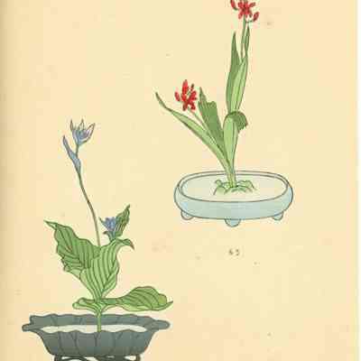 untitled botanical print (Plates 64 & 65)