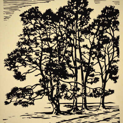 Scotch Pines