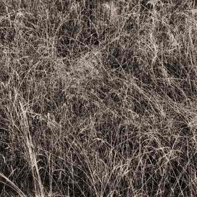 Grass