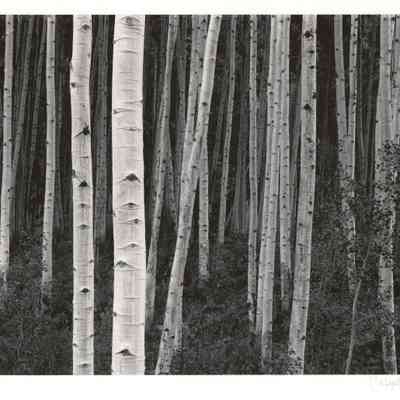 Aspen Forest, Dusk, near Aspen, CO