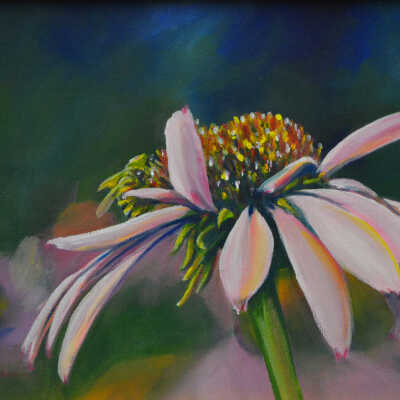 Bees Knees on Echinacea II