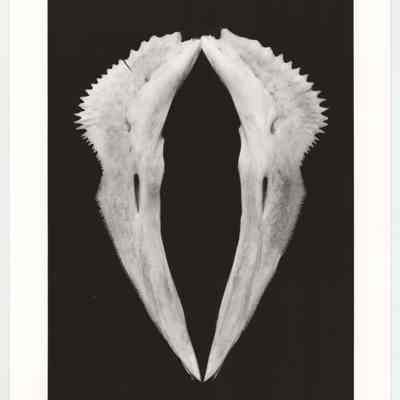 Collar (Red Snapper Bone)