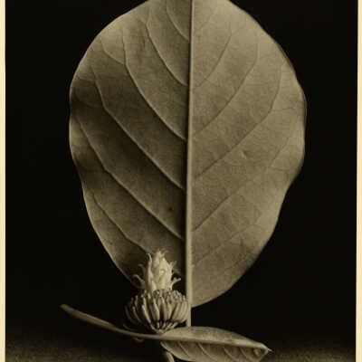 Untitled (large leaf and flower bud)