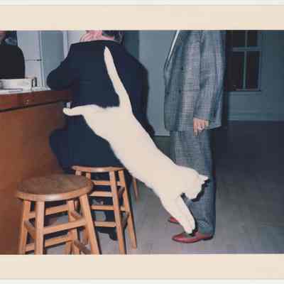 Party Cat