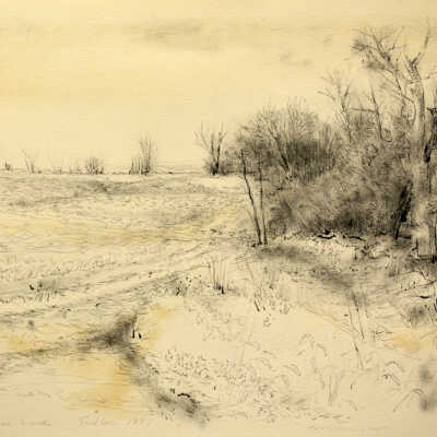 Laura's Woods