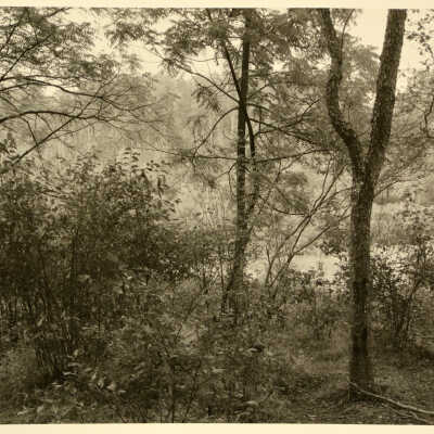 Pickle Seimer's Fields