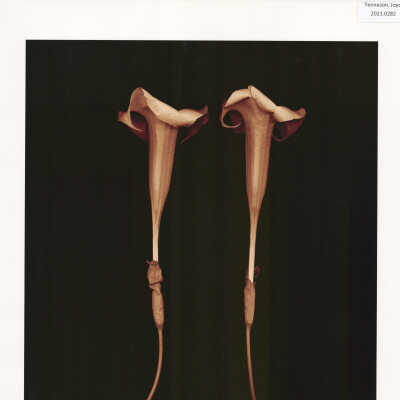 Angel's Trumpet