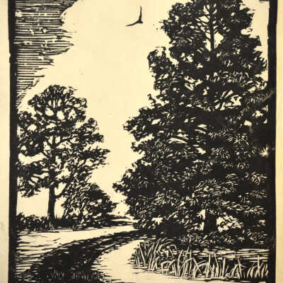 Swamp Cypress, Gage Park, Topeka, KS