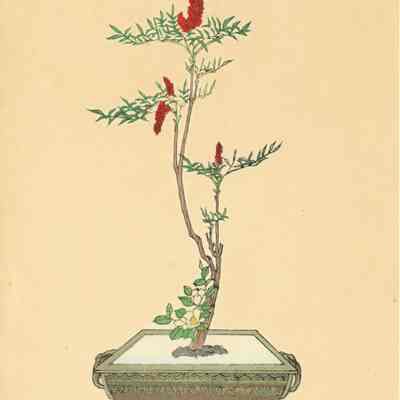 untitled botanical print (Plate 54)