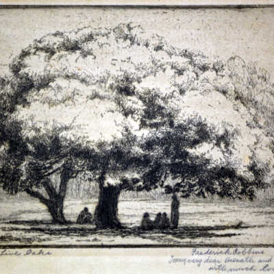 The Live Oak