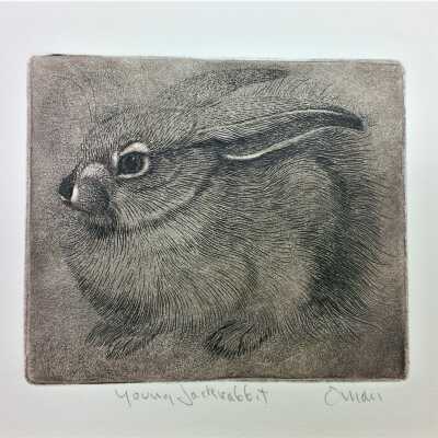 Young Jackrabbit