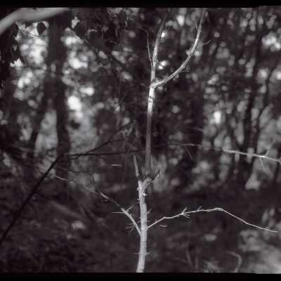 Twig