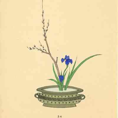 untitled botanical print (Plate 54)