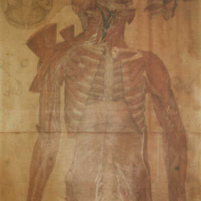Detail of the Complete Human Anatomy