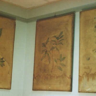 Medicinal Plants - 1st grouping