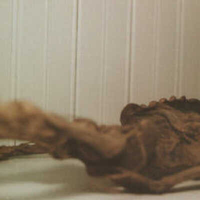 Full Foetal Skeleton (possibly small