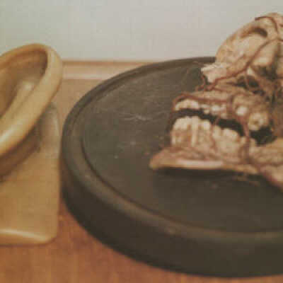 Skull Half and Wax Model Ear