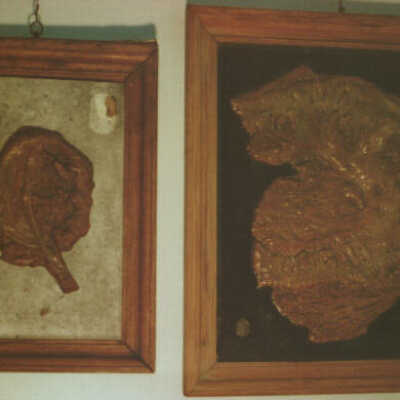 "Books" of Pathological Anatomy - 4t
