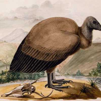 California Buzzard (Condor)
