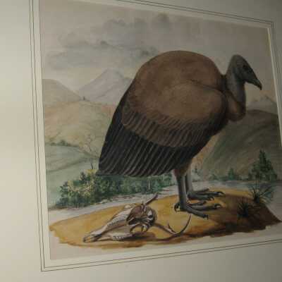 Peale - Buzzard