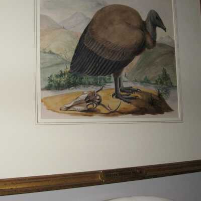 Peale - Buzzard
