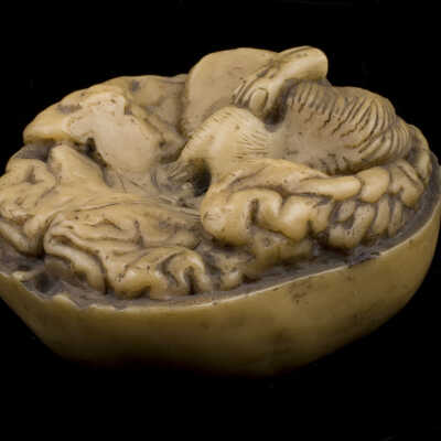 Prisoner-brain