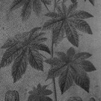 Medicinal Plants