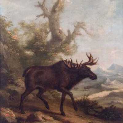 Moose