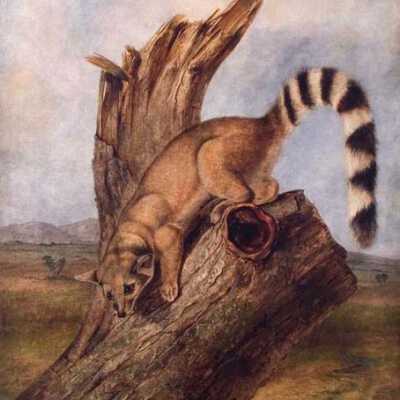 Ring tailed bassaris