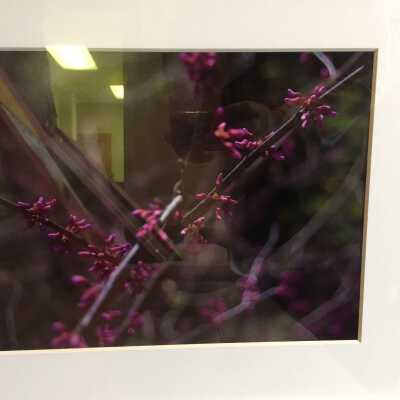 Redbud