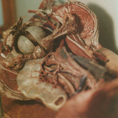 Wax Model of the Interior of a Femal
