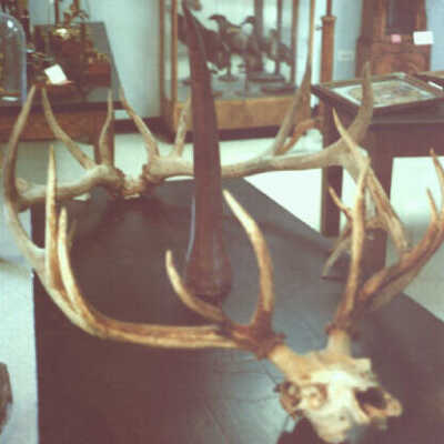 Elk Skull and Antlers and Buffalo Ho