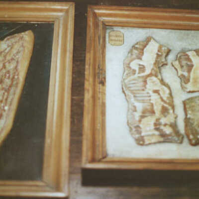 "Books" of Pathological Anatomy - 7t